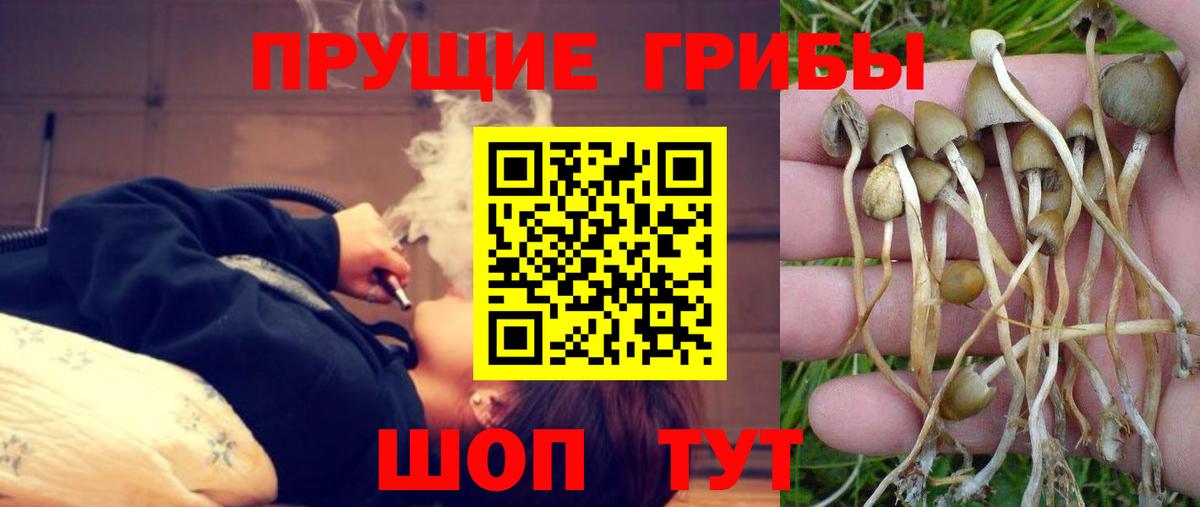 Галлюциногенные грибы ЛСД  Псилоцибиновые грибы ЛСД  Вход с VPN  Новозыбков 